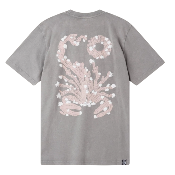 scorpion-bay-cactus-escorpion